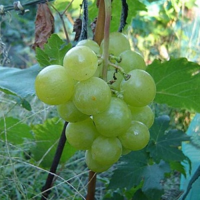Виноград БАРС в Тюмени