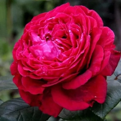 Роза 4 ВЕТРОВ флорибунда  в Тюмени