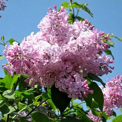 Сирень БУФФОН в Тюмени