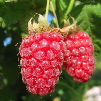 Крупная в Тюмени