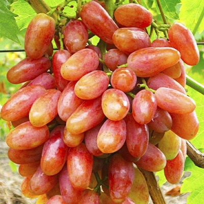 Виноград ЮБИЛЕЙ НОВОЧЕРКАССКА в Тюмени
