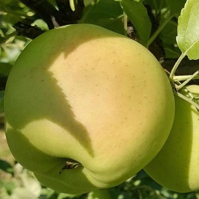 Яблоня КОШТЕЛЯ в Тюмени