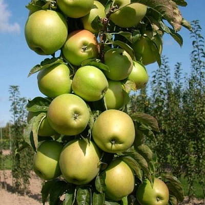 Яблоня БОЛЕРО колонновидная в Тюмени