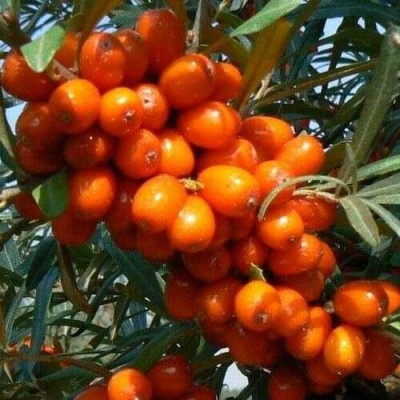 Облепиха ПЛАМЕННАЯ в Тюмени