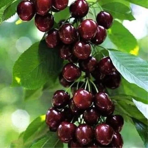 Черешня УДИВИТЕЛЬНАЯ в Тюмени