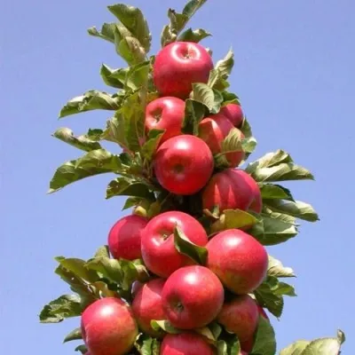 Яблоня СОЗВЕЗДИЕ колонновидная купить в Тюмени недорого, цена