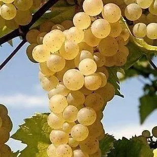 Неукрывные сорта  в Тюмени