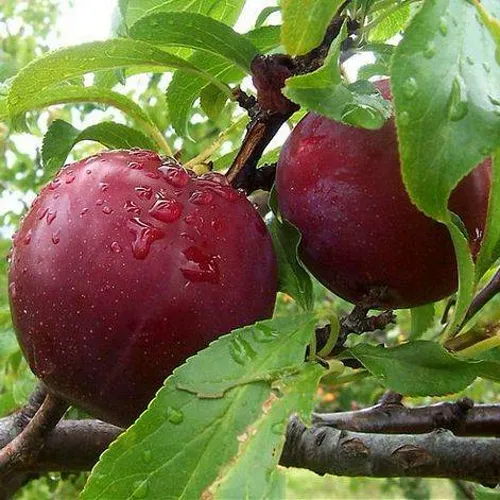Слива КЛЕОПАТРА в Тюмени