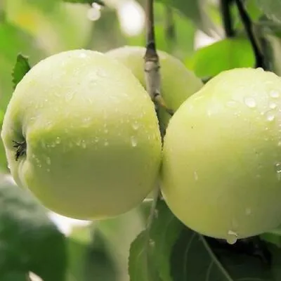 Саженцы яблони оптом в Тюмени