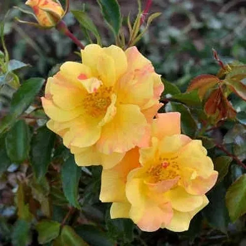 Роза АНГЕЛИНА ФРЕСКА флорибунда  в Тюмени