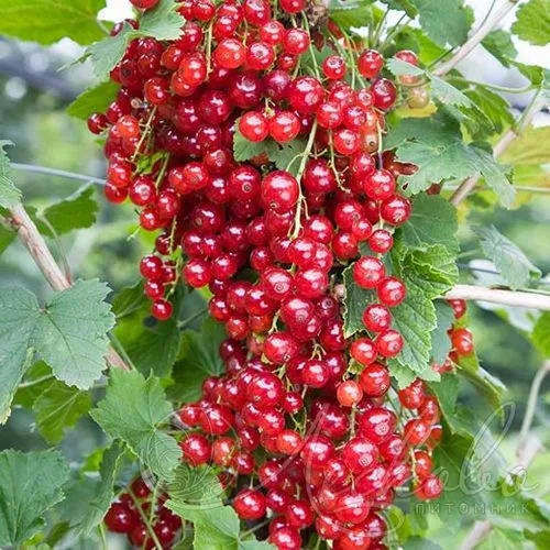 Смородина красная РЕД ЛЕЙК в Тюмени
