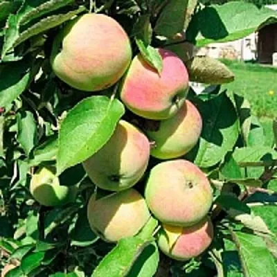 Колоновидная яблоня - купить саженцы в Тюмени в питомнике