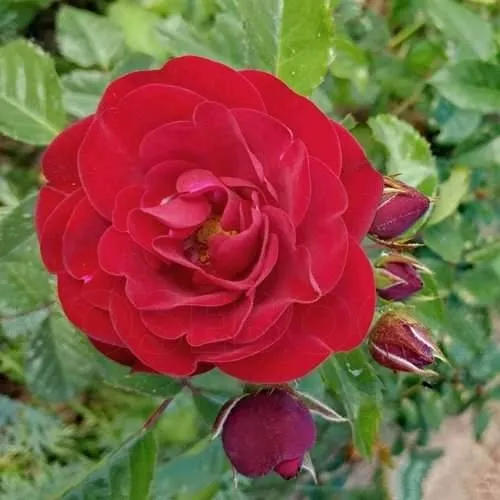 Роза КОРДУЛА флорибунда в Тюмени