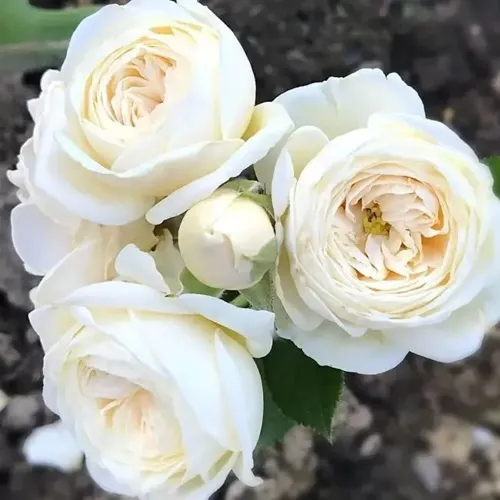 Роза АРТЕМИС шраб в Тюмени