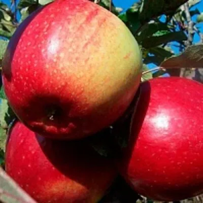 Яблоня ЛИГОЛ купить в Тюмени недорого, цена