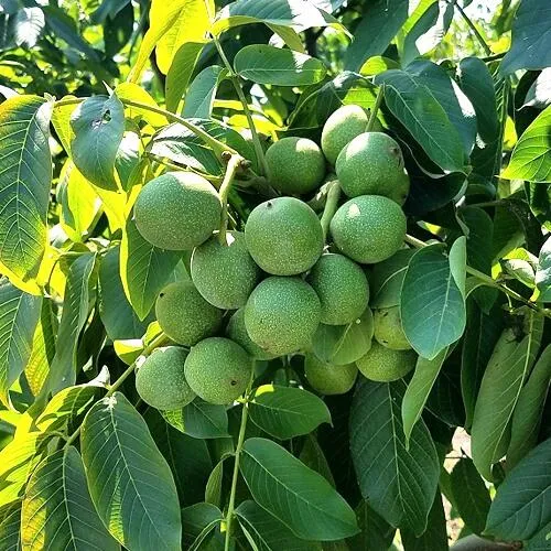 Грецкий орех  ИЗЯЩНЫЙ в Тюмени