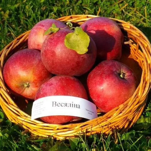 Яблоня ВЕСЯЛИНА в Тюмени
